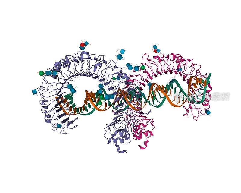 小鼠toll样受体3外域同型二聚体与双链RNA复合物