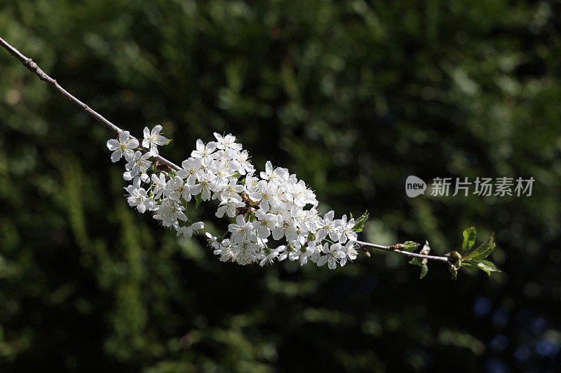 白色樱花和一个阴影背景在不列颠哥伦比亚省，加拿大