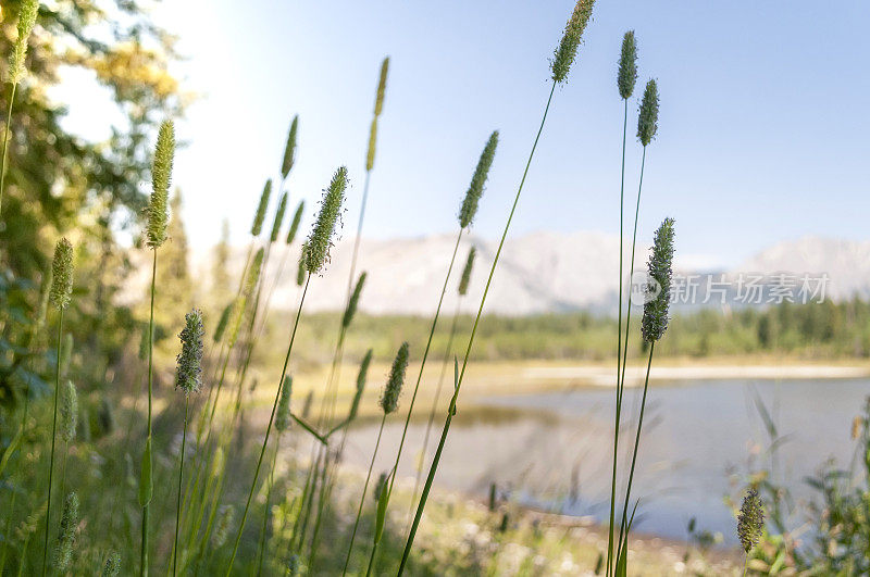 野草