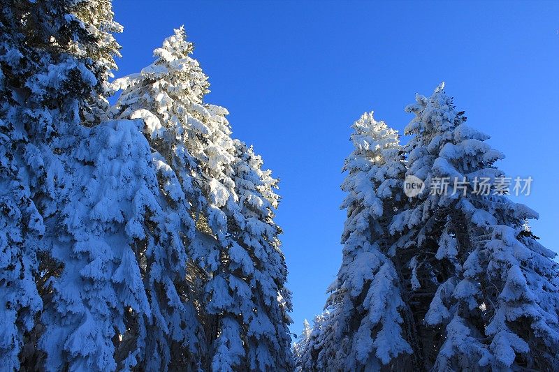 博鲁雪松K?ro?lu山