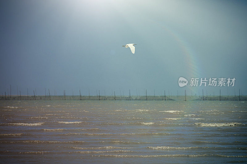 一只孤独而自由的海鸟在海上飞翔。