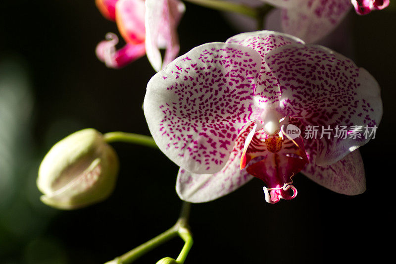 兰花花朵特写