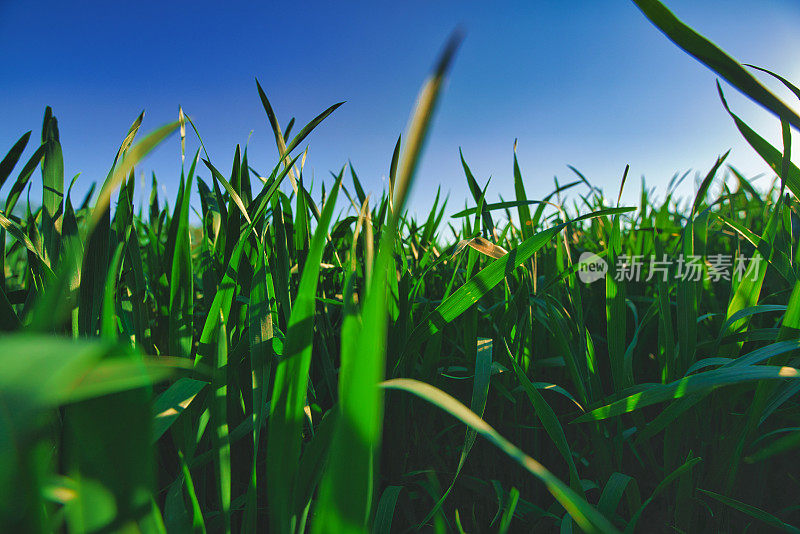 种植植物-农业-自然-小麦