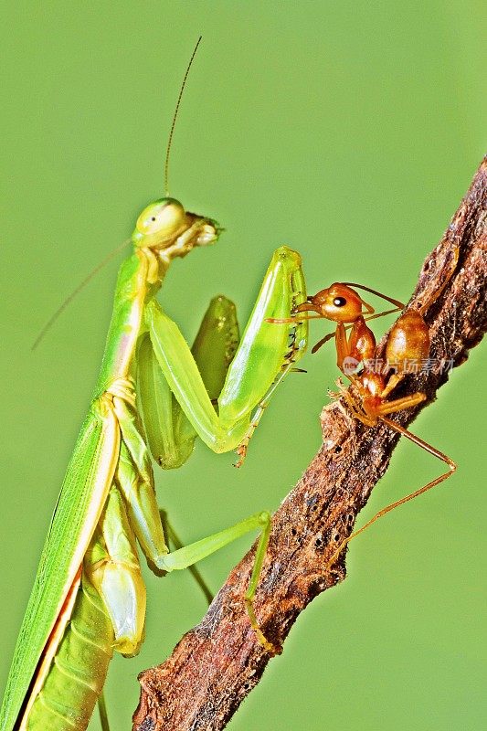 蚂蚁大战螳螂-动物狩猎。