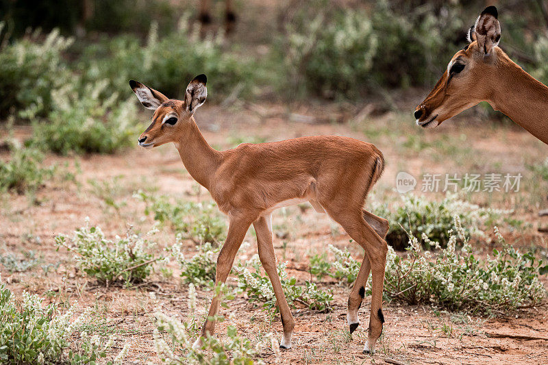 桑布鲁国家保护区的黑斑羚小鹿