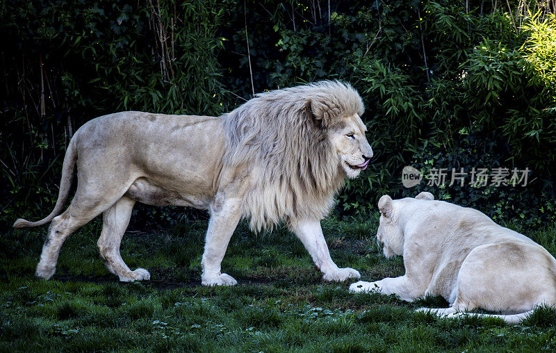 白狮和母狮在休息