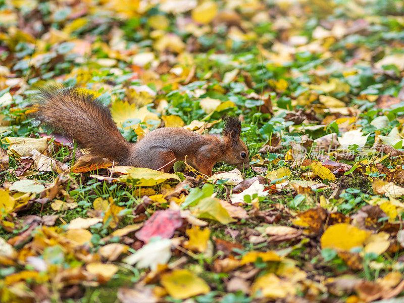 秋天的松鼠把坚果藏在落叶黄叶的绿草上
