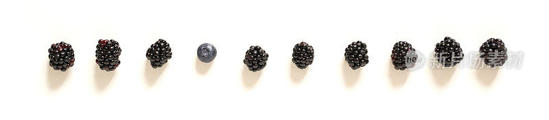 白色背景的黑莓和蓝莓，超大的横幅。
