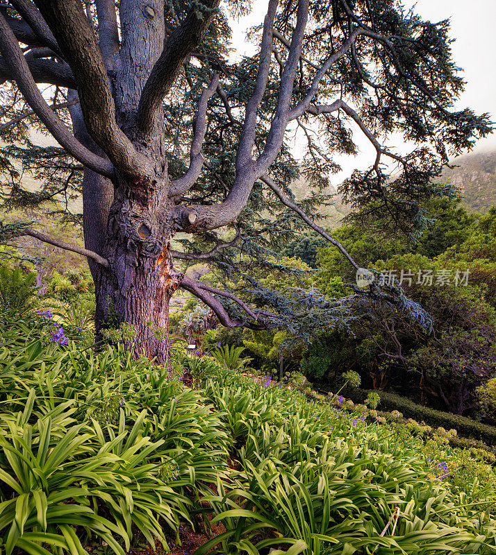 开普敦Kirstenbosch花园的一棵百年雪松