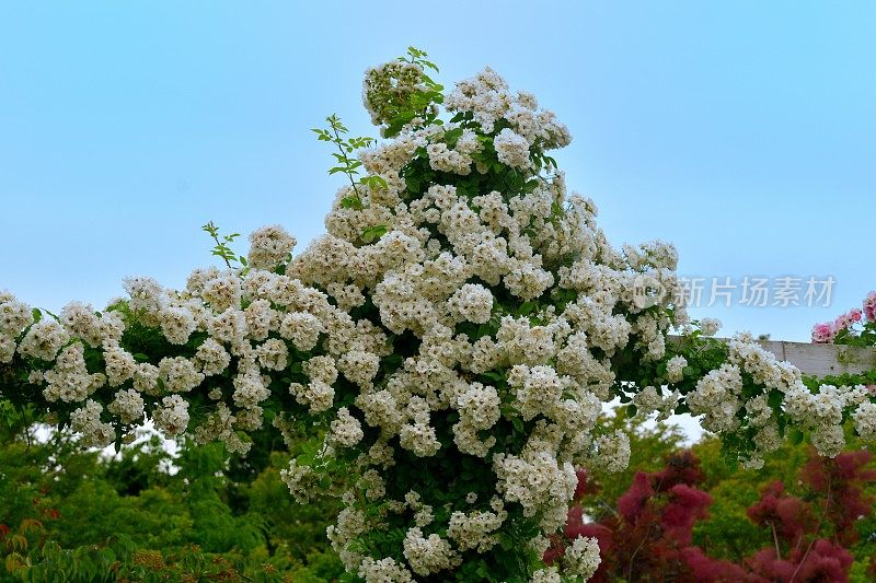 玫瑰花映衬蓝天