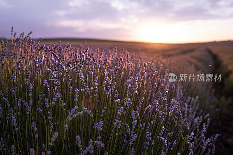 夕阳下的薰衣草田