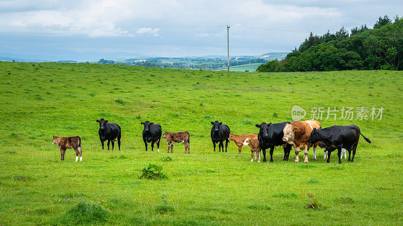 在苏格兰饲养肉牛和小牛的公牛