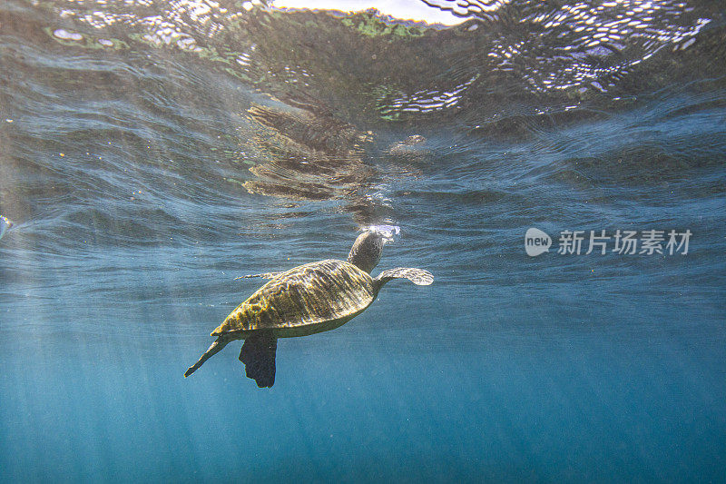 海龟在晨光中游到海面上