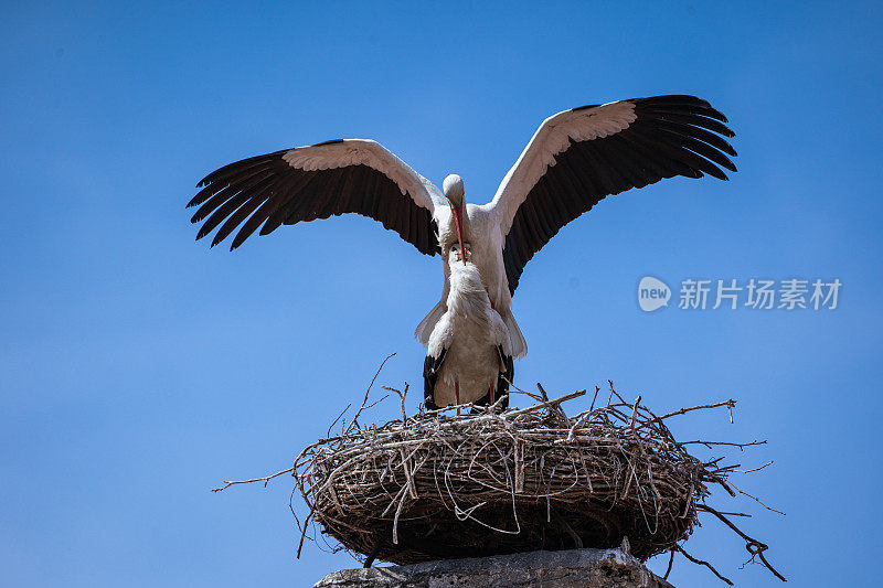 一对白鹳在巢上交配