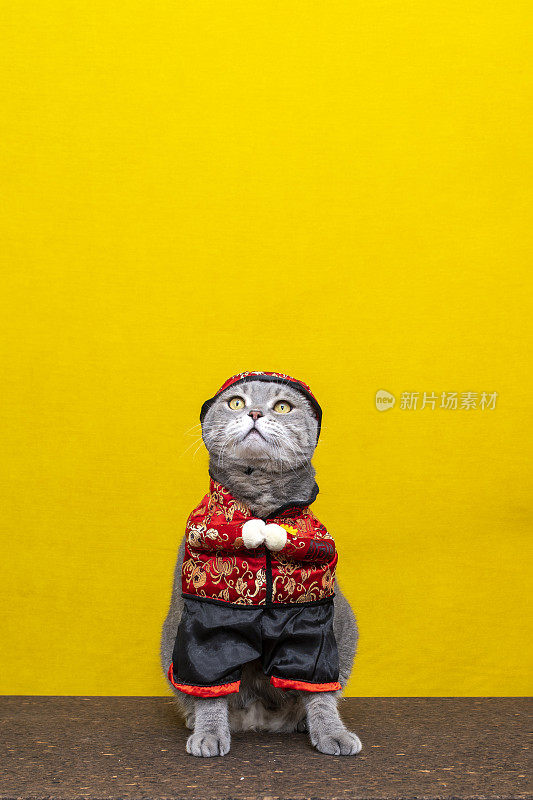 穿着中式服装的英国短毛猫