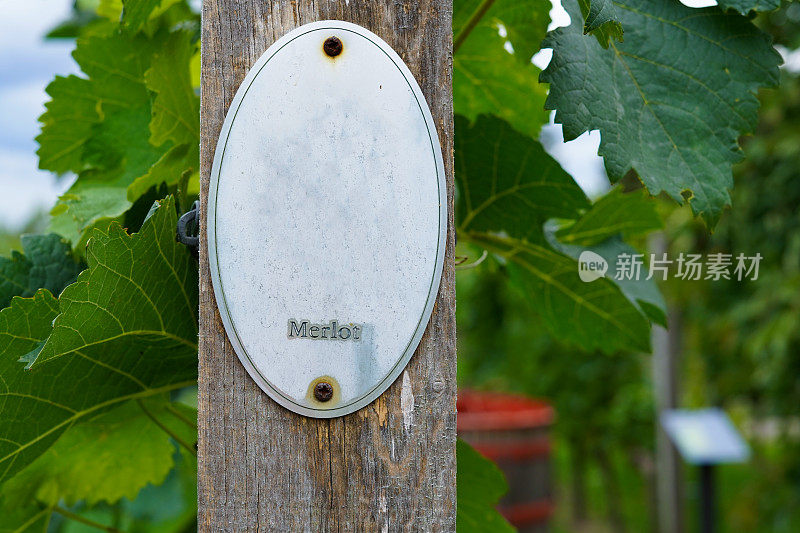 葡萄树和葡萄园上的“梅洛”标志
