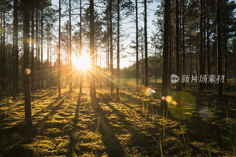 阳光透过针叶林的树木