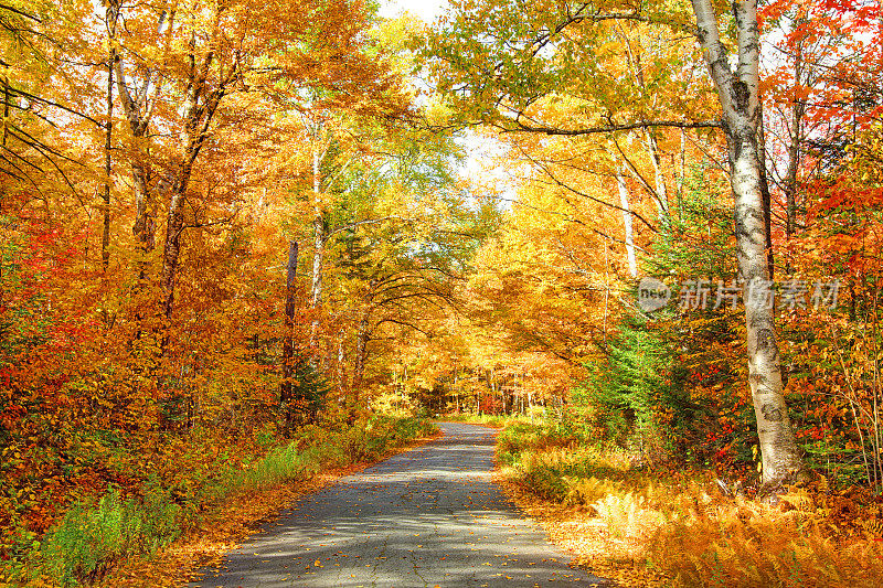 新罕布什尔州怀特山的秋天路