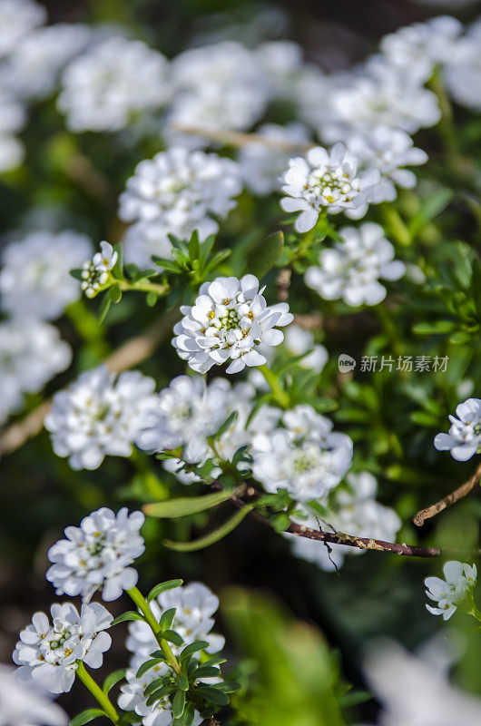 早春百花盛开