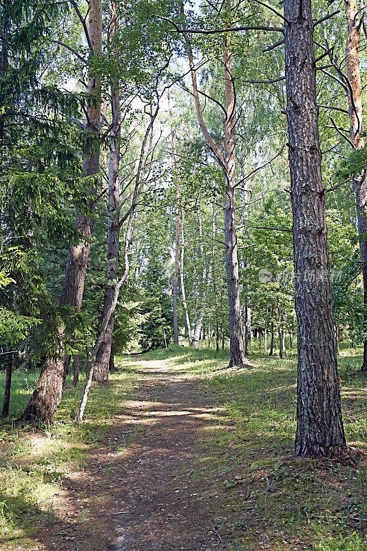 森林里的小路。混合coniferous-deciduous森林。松树和云杉桦树。夏天,7月。垂直景观