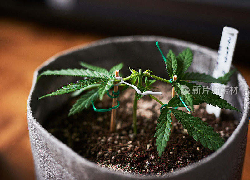 使用低压力训练技术种植大麻植物的镜头