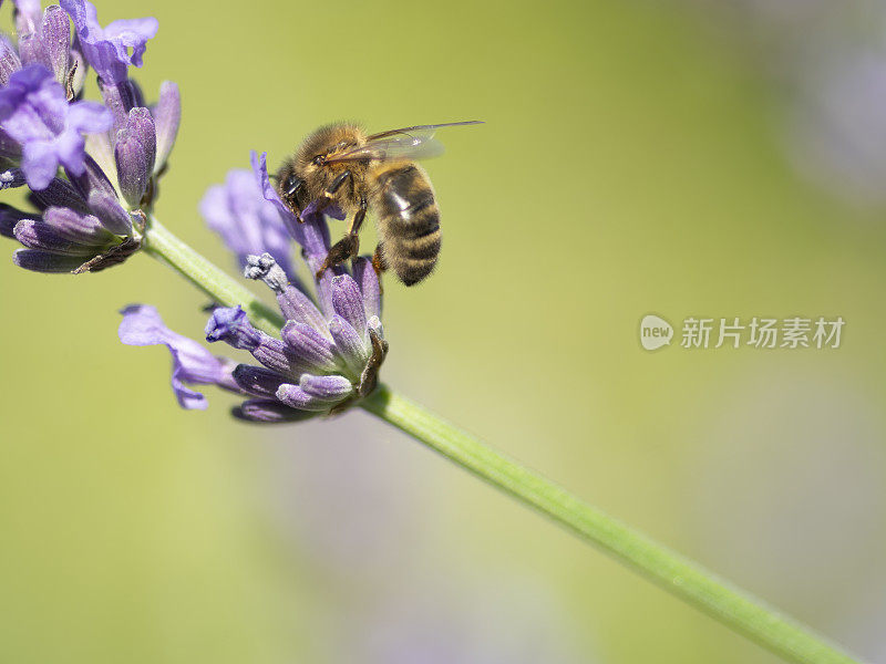 蜜蜂在薰衣草花柱上