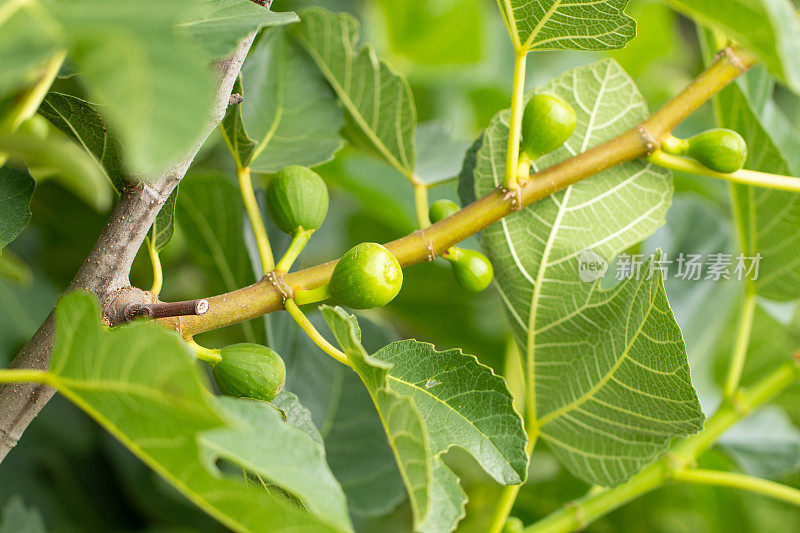 树上的绿色无花果(无花果属无花果)