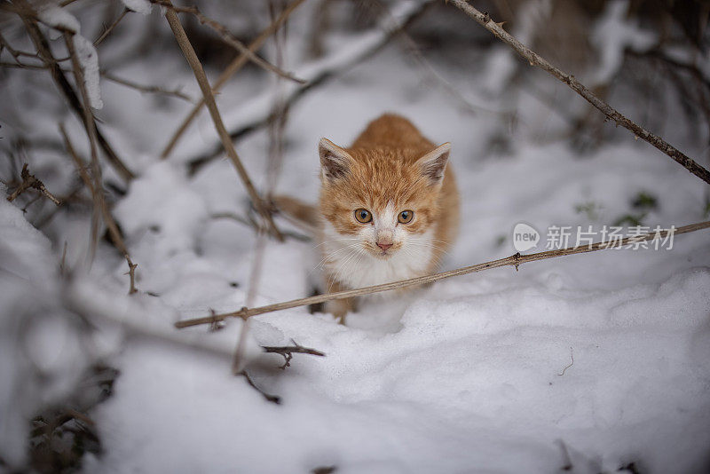 小猫站在雪地上