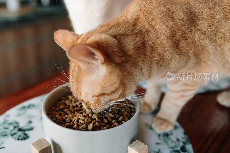 猫吃猫食