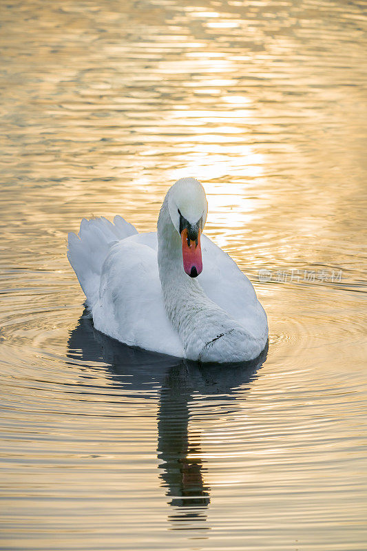 湖上的天鹅，水面上太阳的倒影