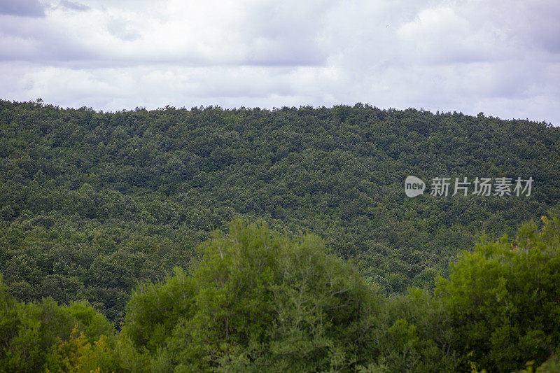 山坡上的常绿森林