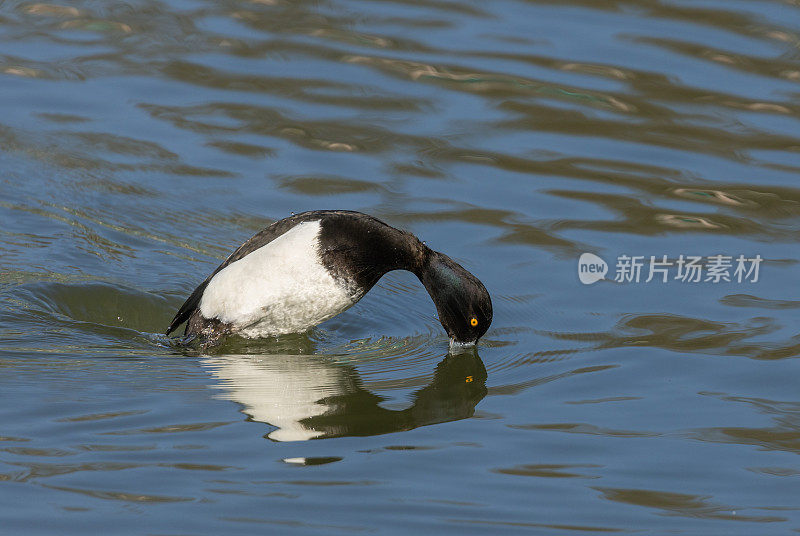 潜水簇绒鸭