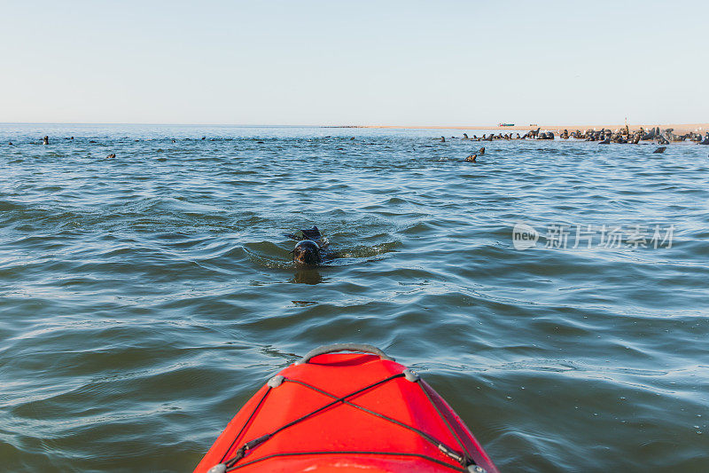 在纳米比亚的鹈鹕角，人们和一群海豹在阳光明媚的夏日划皮划艇