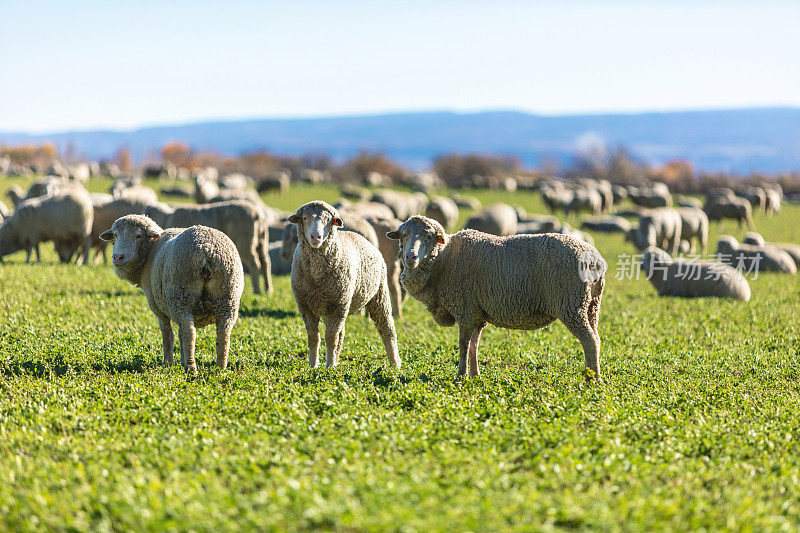 羊群在绿地上放牧在早期冬季美国西部农村背景照片系列的绿地上放牧