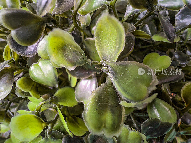 一个绿色装饰植物的宏观图像。