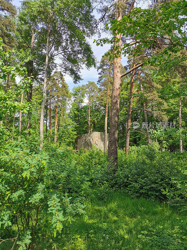 维堡市Monrepos的岩石自然公园里，一块巨大的长方形巨石，矗立在树木之间。