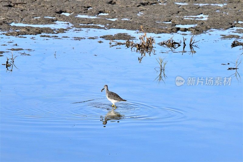 小黄腿鱼和一条鱼