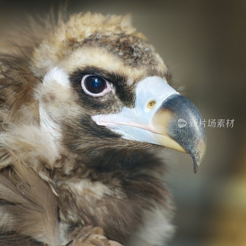 喜马拉雅兀鹫(高山秃鹰)