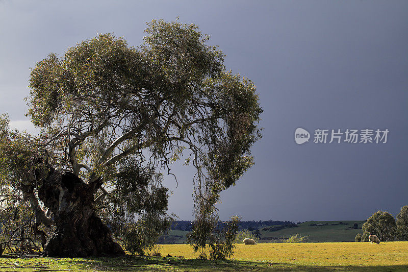 塔斯马尼亚农田景观风景雨羊