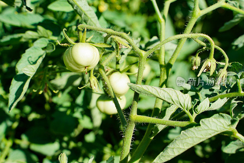 温室里的番茄种植。有机种植，番茄幼苗生长在温室里。