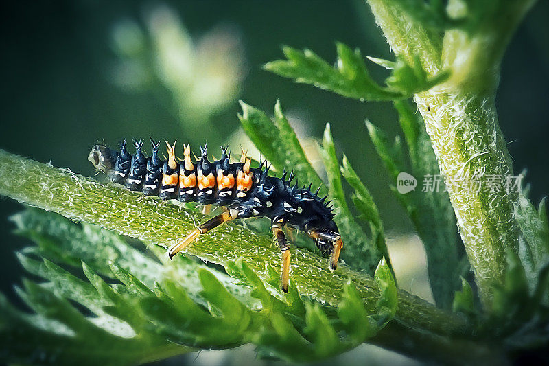 异色瓢虫亚洲瓢虫幼虫昆虫