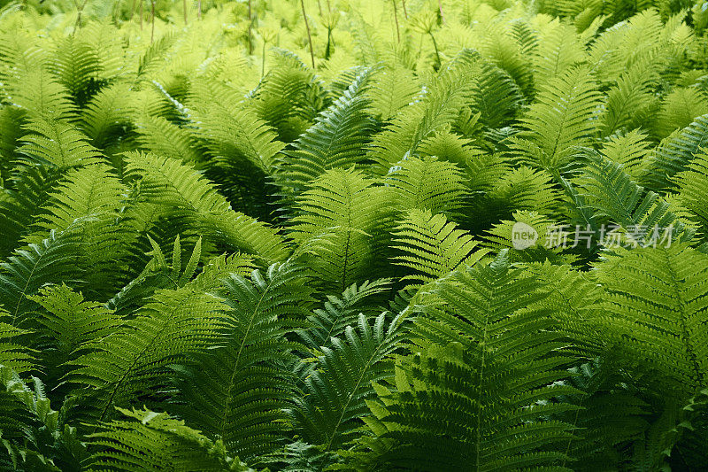 蕨类植物在森林