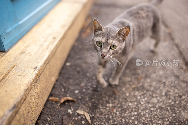 街上有一只绿色眼睛的灰色流浪猫