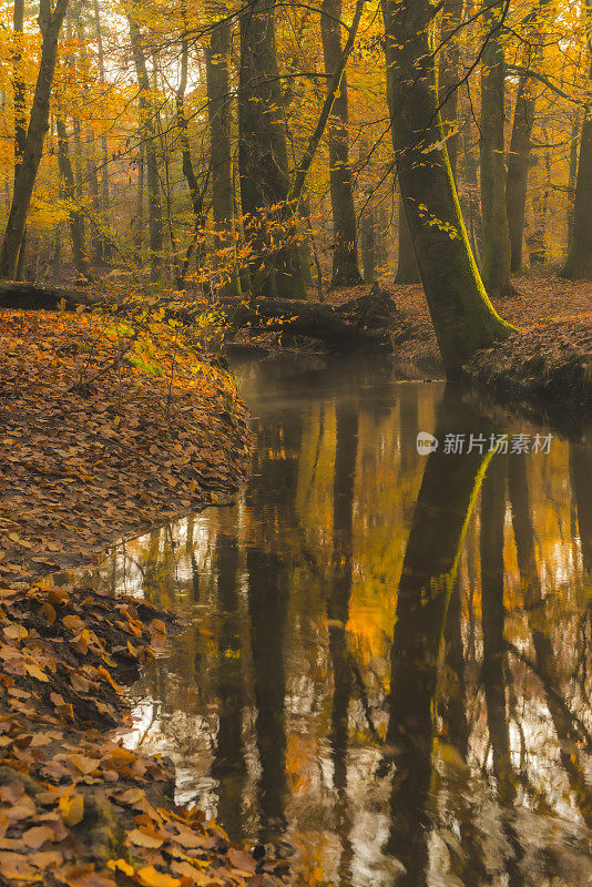 在一个初秋的早晨，在一片森林里的小溪