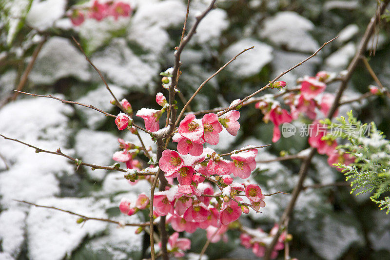 雪覆盖的树