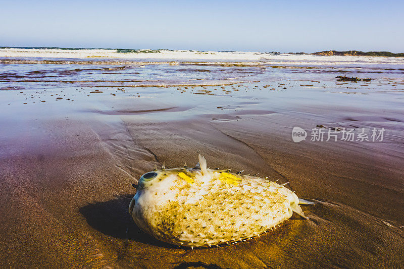 澳大利亚海滩上一只搁浅的河豚。