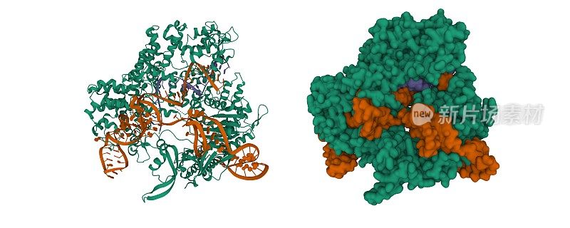 化脓性链球菌Cas9与引导RNA(蓝色)和靶DNA(棕色)复合物的结构