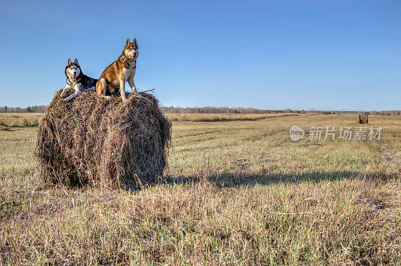 哈士奇狗在晴天的干草堆上，复印空间