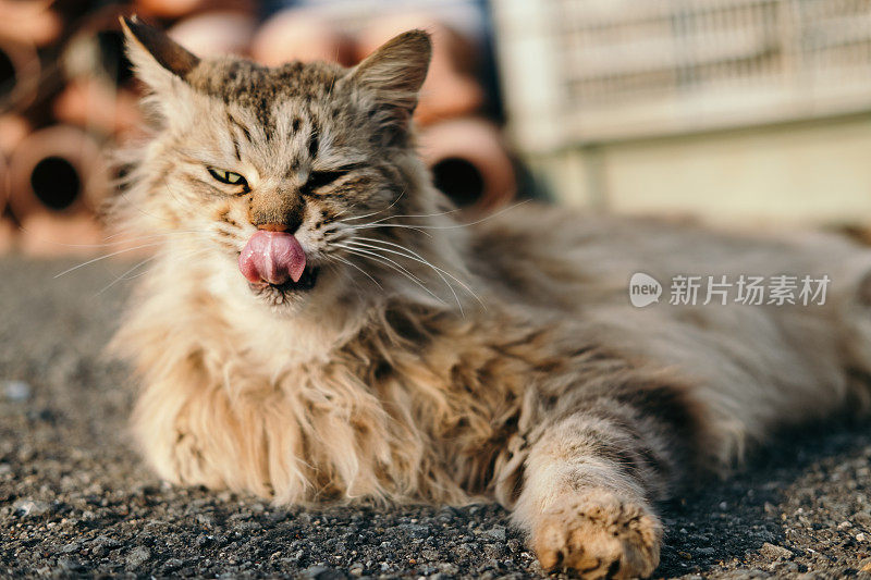 长头发的猫