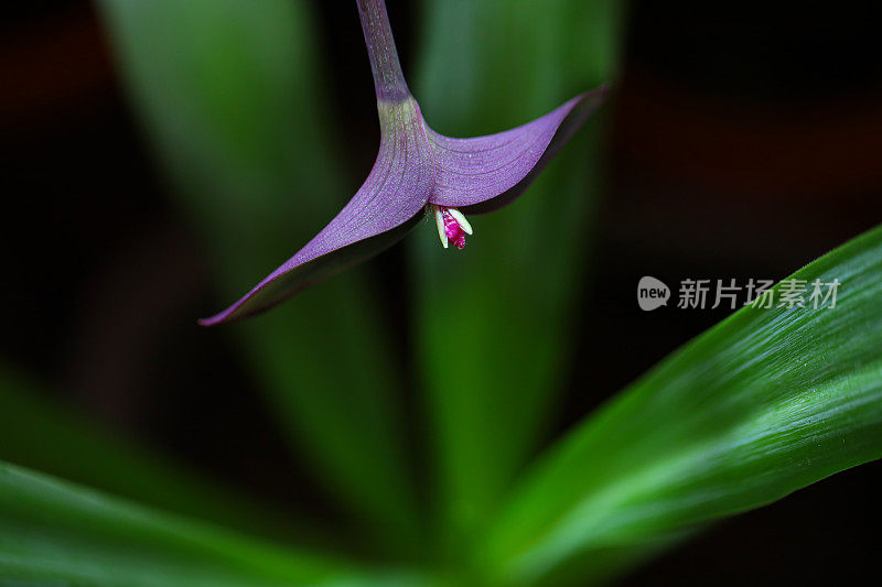 紫心植物的微距摄影